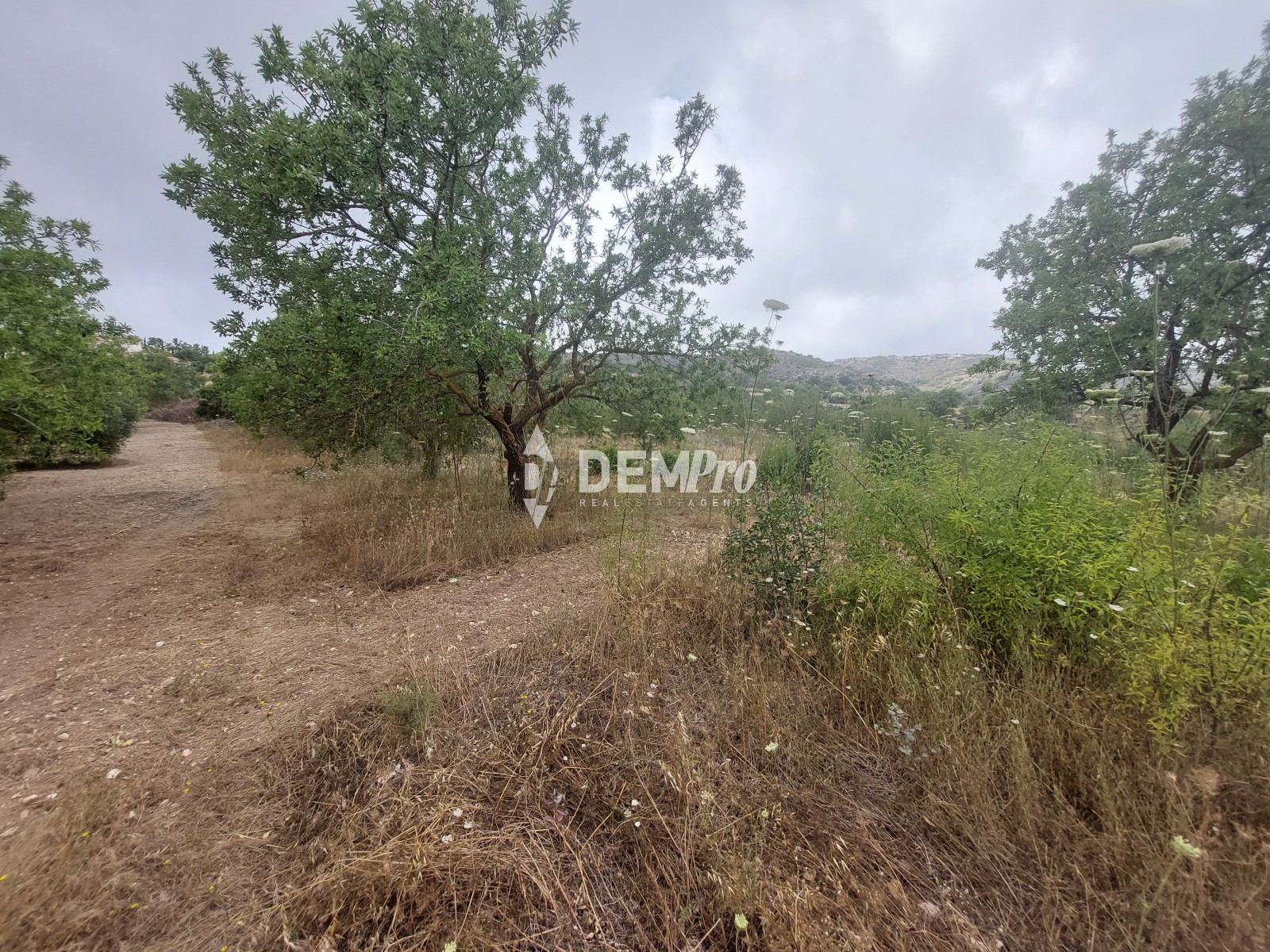 For Sale Agricultural Land in Armou - Paphos 