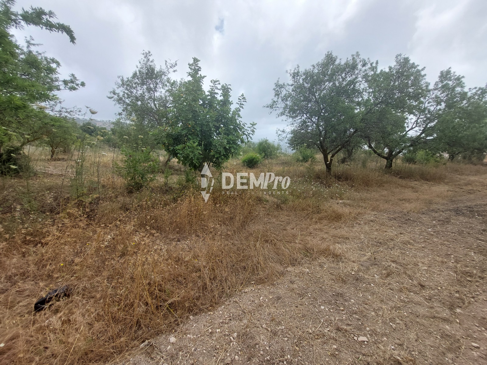 For Sale Agricultural Land in Armou - Paphos 
