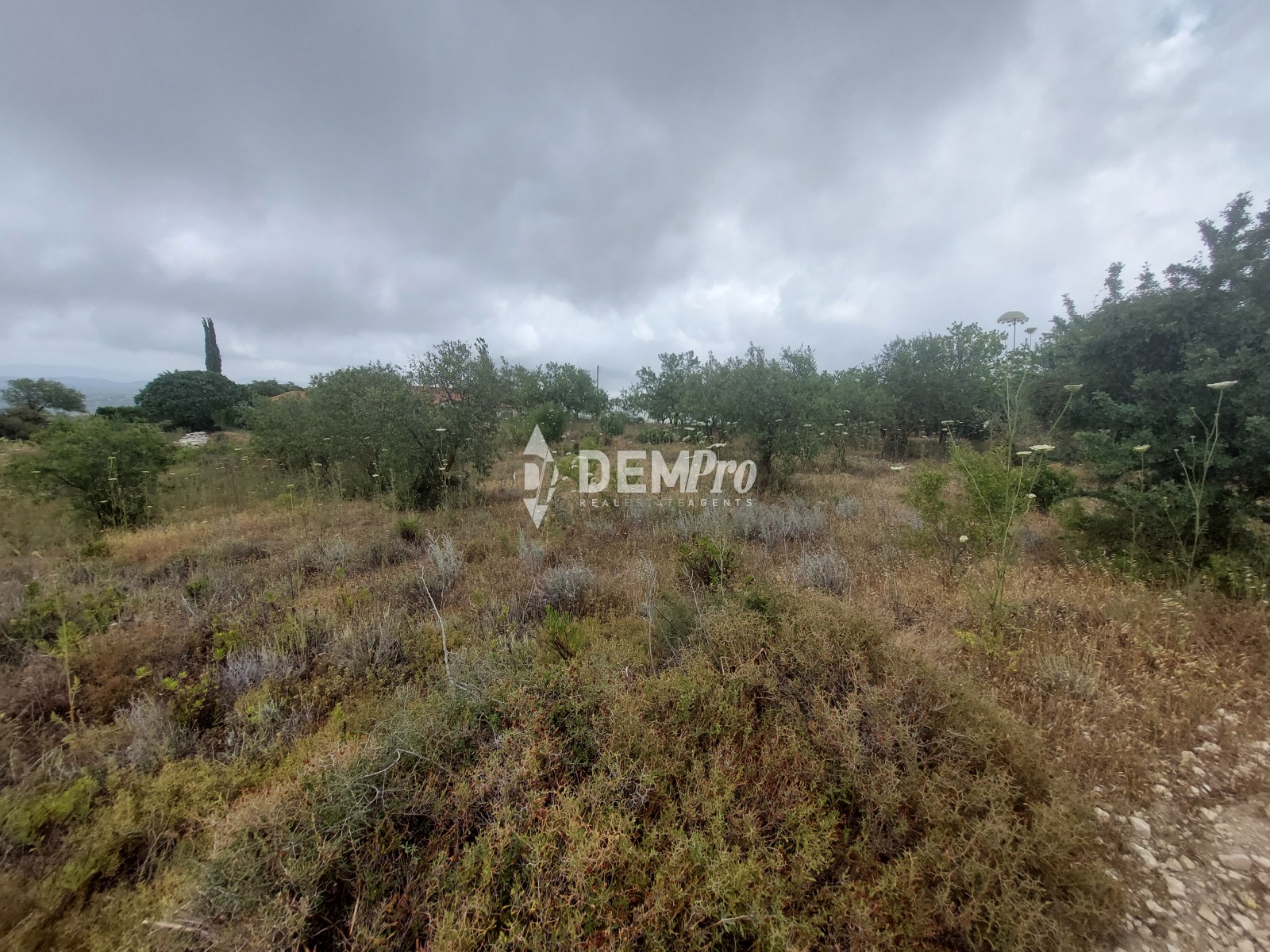 For Sale Agricultural Land in Armou - Paphos 
