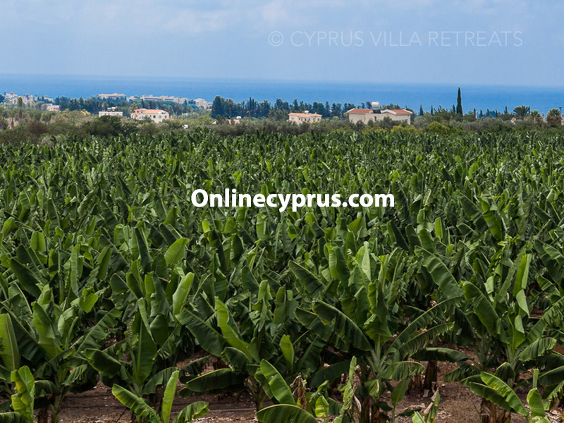 Luxury 7 bed villa in peyia for log term rent
